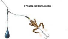 birnenblei -frosch